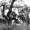 Holm-oak