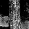 Pine's trunk